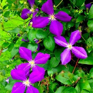 Meet your Posher, JT